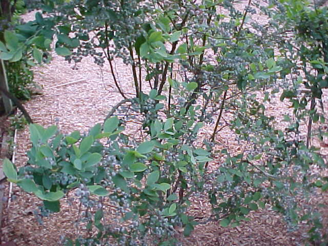 MVC-013S.JPG